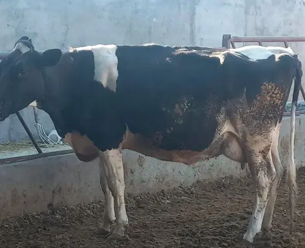 گاو کیلویی|حیوانات مزرعه|بیرجند, |دیوار