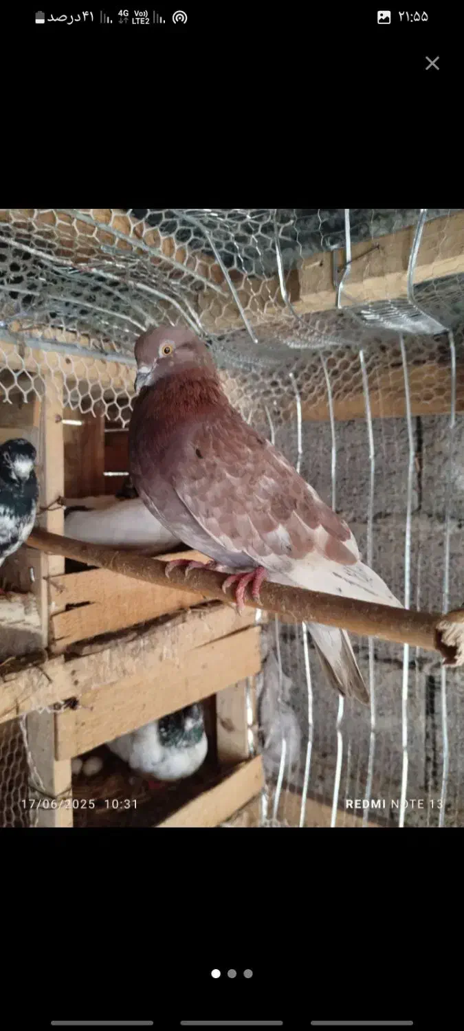 کبوتر|پرنده|شفت, |دیوار