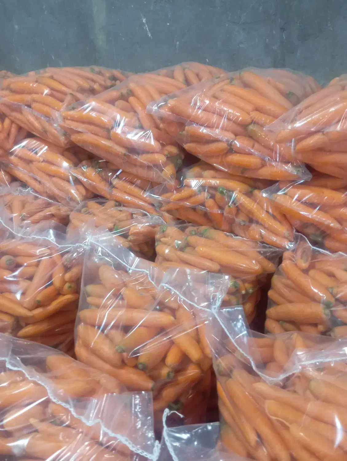 فروش هویچ و ترب با کیفیت ،تنی|خوردنی و آشامیدنی|ممقان, |دیوار