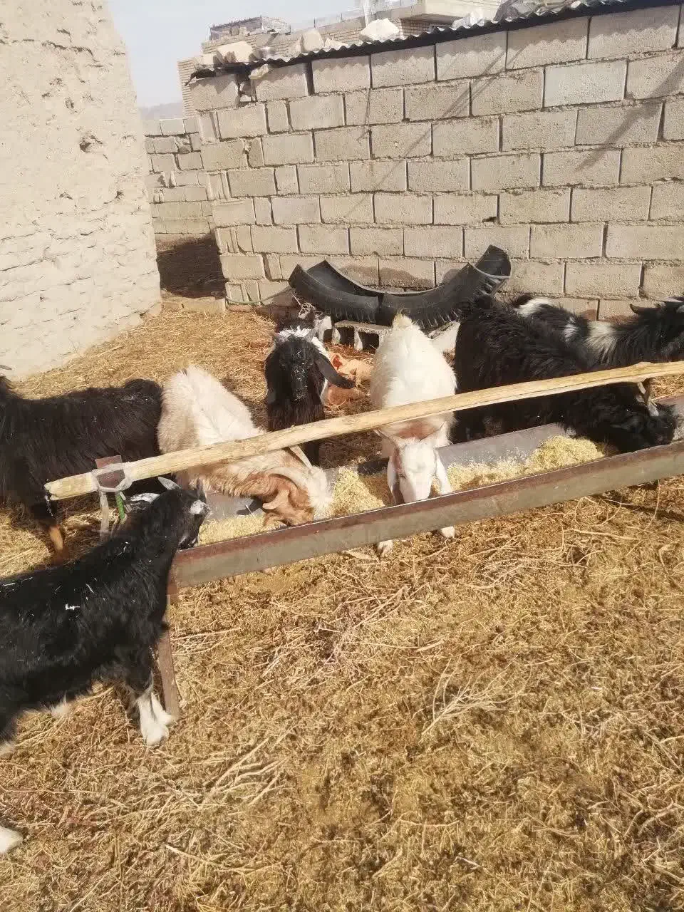 تعدای کهره وچبش نر|حیوانات مزرعه|حنا, |دیوار