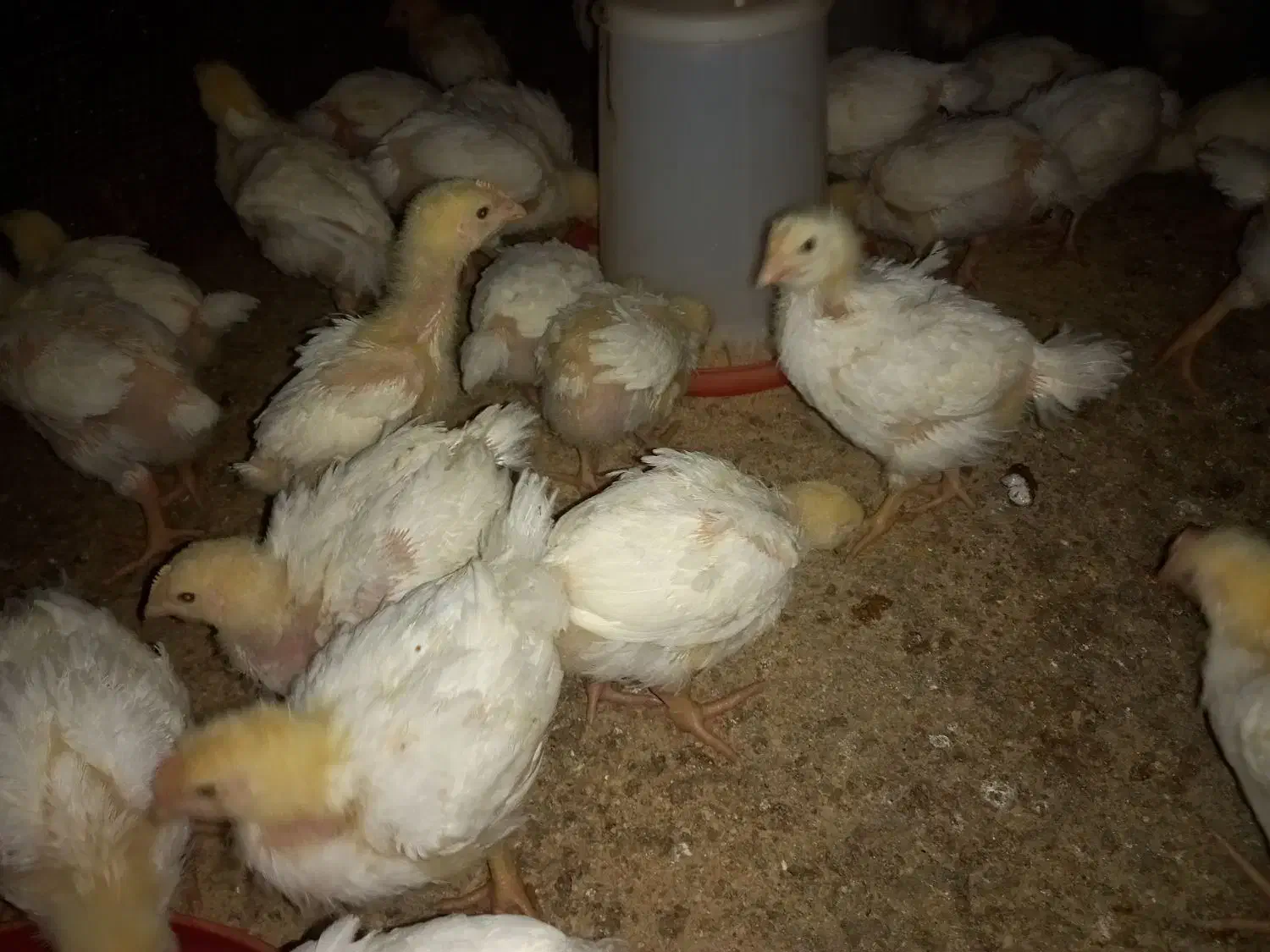 جوجه گوشتی راس ۱۳روزه واکسن خورده تضمینی مرغداری|حیوانات مزرعه|فرمهین, |دیوار