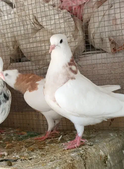 کبوتر طوقی کاکولی پاک|پرنده|طبس, |دیوار