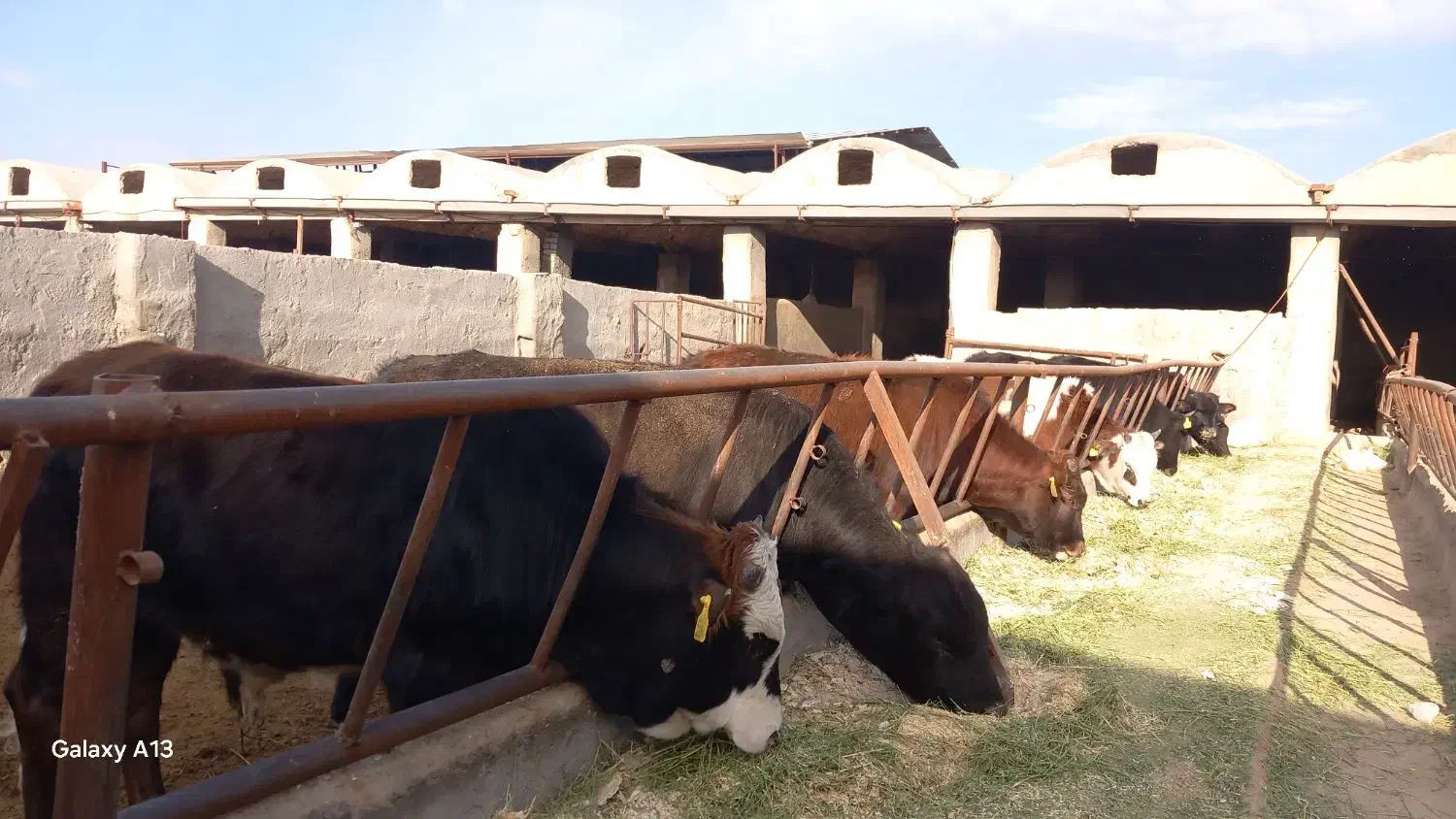 گاو گوساله|حیوانات مزرعه|قم, سالاریه|دیوار