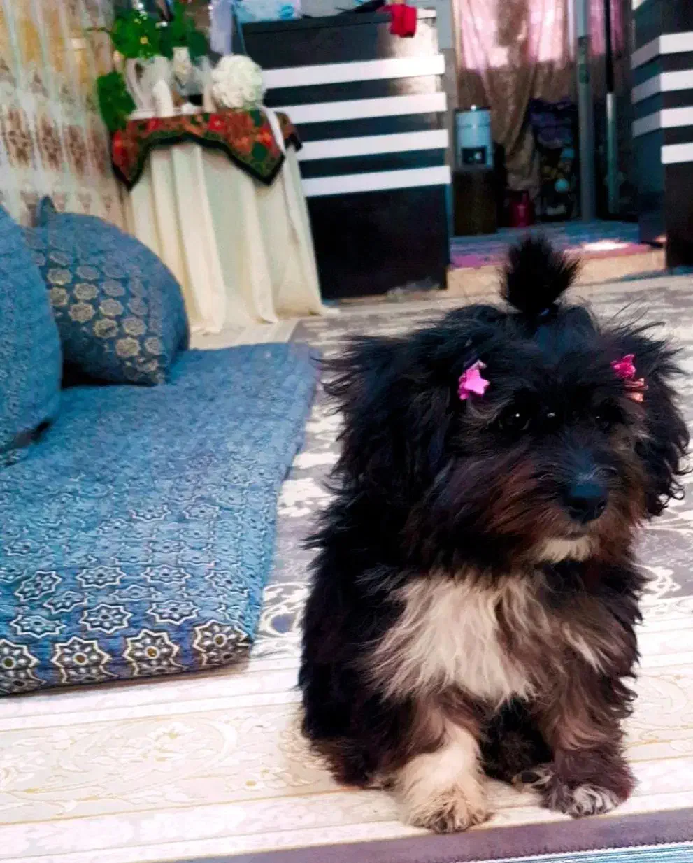 سگ پا کوتاه پشمالو خوشگل تر|سگ|زابل, |دیوار