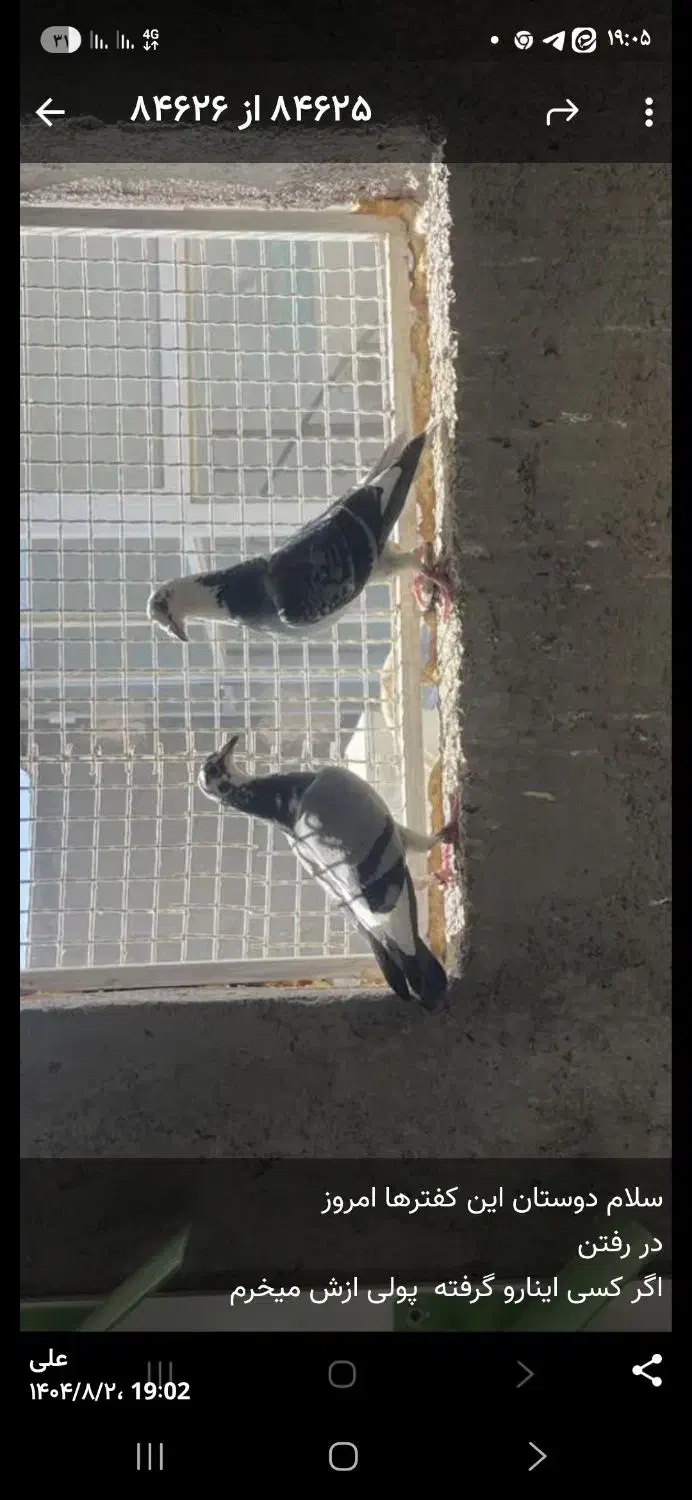 123|حیوانات|اردکان, |دیوار