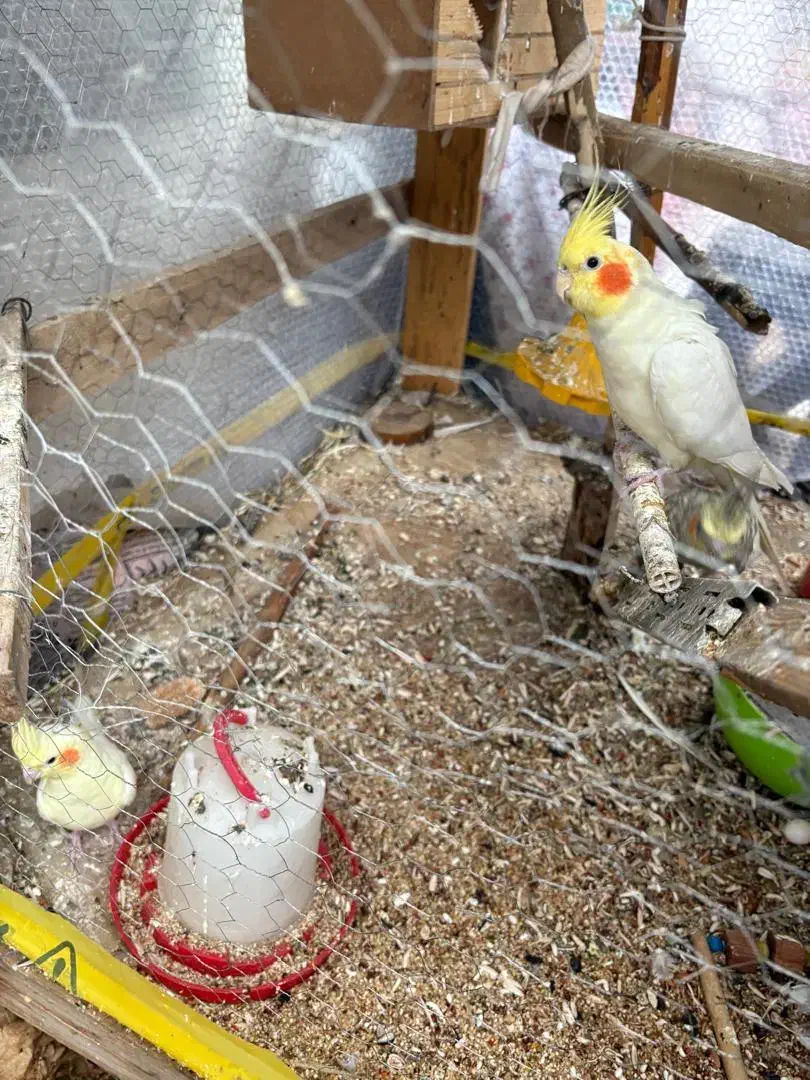 فروش عروس هلندی|پرنده|تهران, تاکسیرانی|دیوار