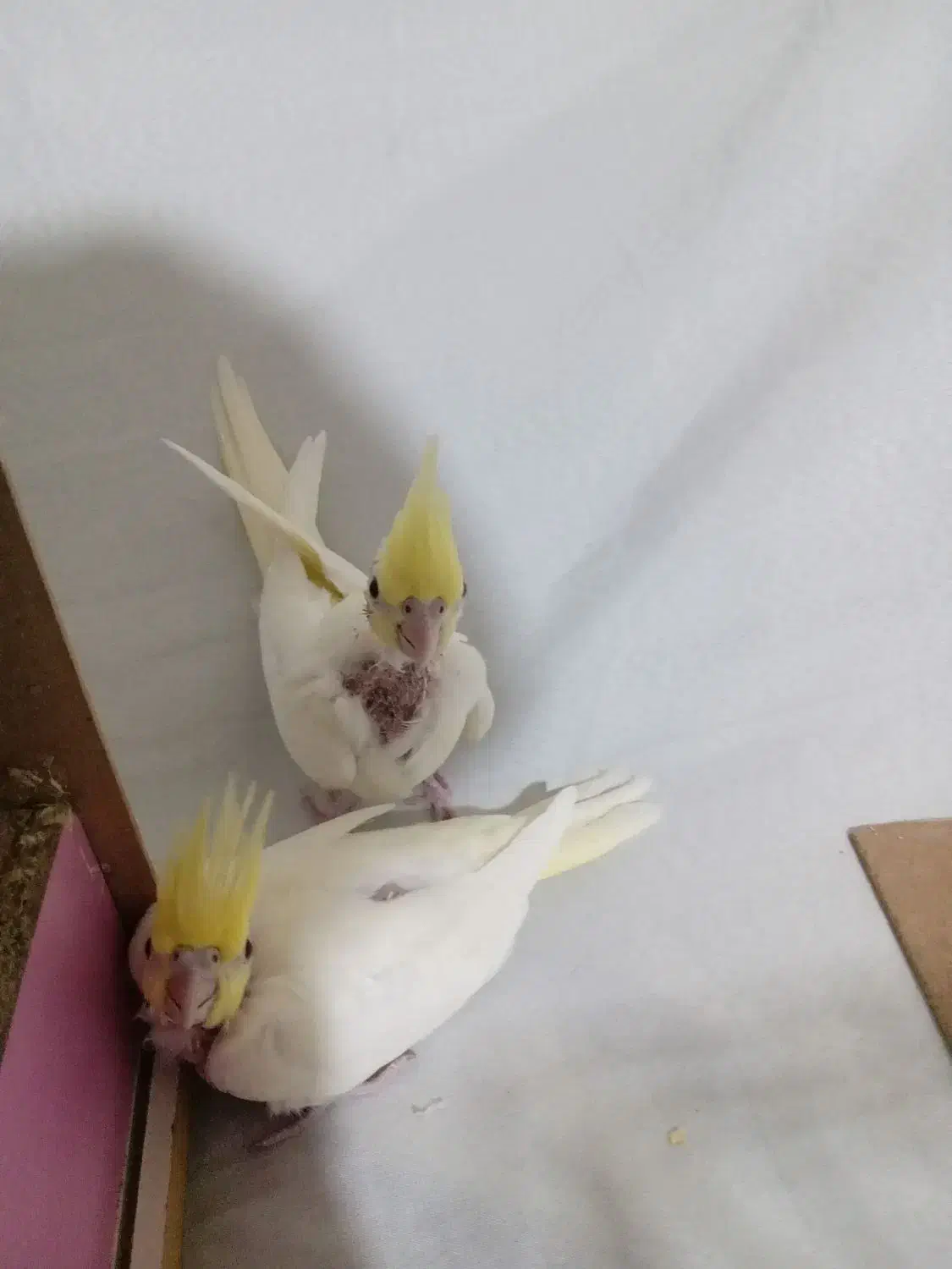 جوجه عروس هلندی|پرنده|مشهد, شهید قربانی|دیوار