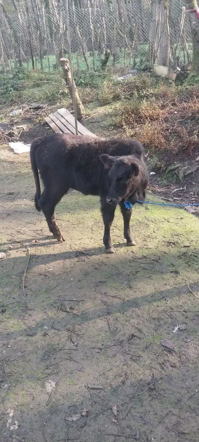 گاو با گوساله|حیوانات مزرعه|سنگر, |دیوار