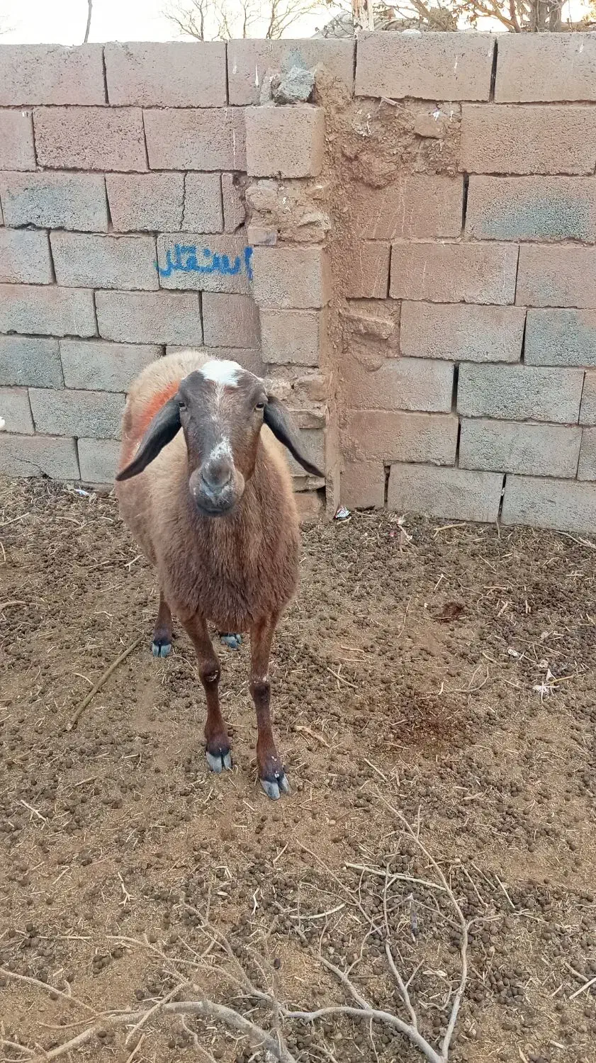 فوری|حیوانات مزرعه|قائن, |دیوار