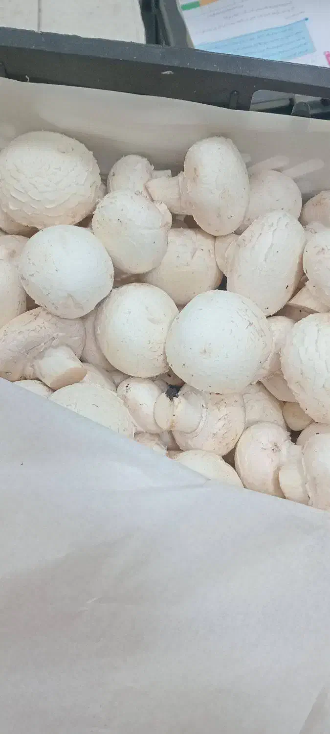 قارچ فله|خوردنی و آشامیدنی|شهر ری, شهرری|دیوار