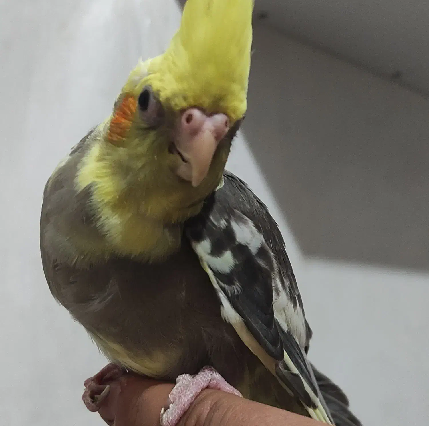 عروس هلندی|پرنده|کرمان, |دیوار