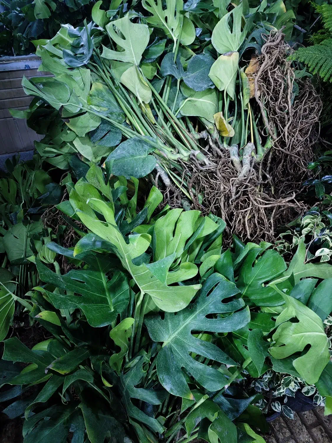 تمدید و شارژ قلمه رایگان|گل و گیاه طبیعی|اصفهان, شاه پسند|دیوار