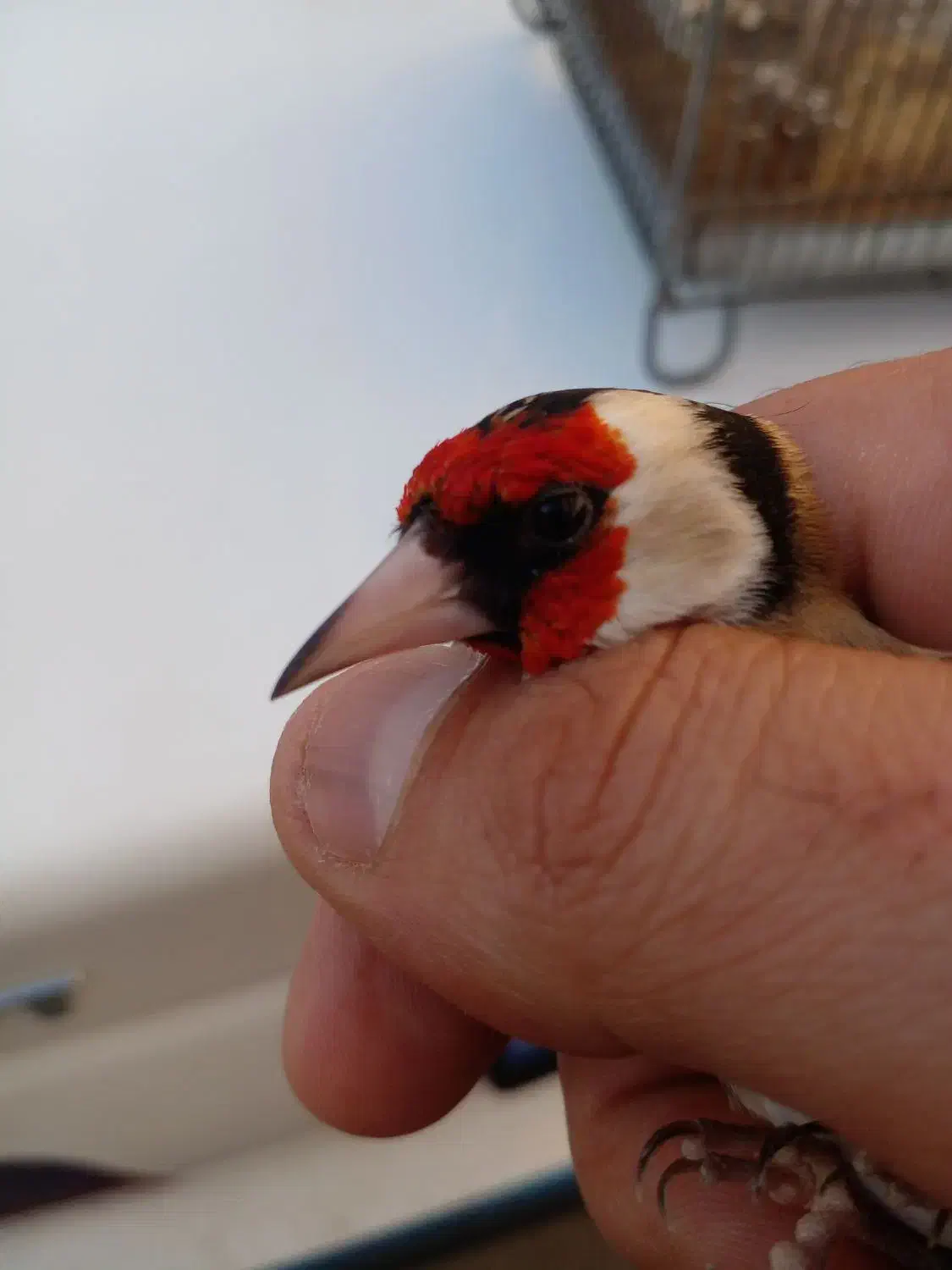 سره نر ماده|پرنده|قم, شاه ابراهیم|دیوار