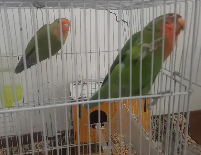 طوطی برزیلی|پرنده|بجنورد, |دیوار