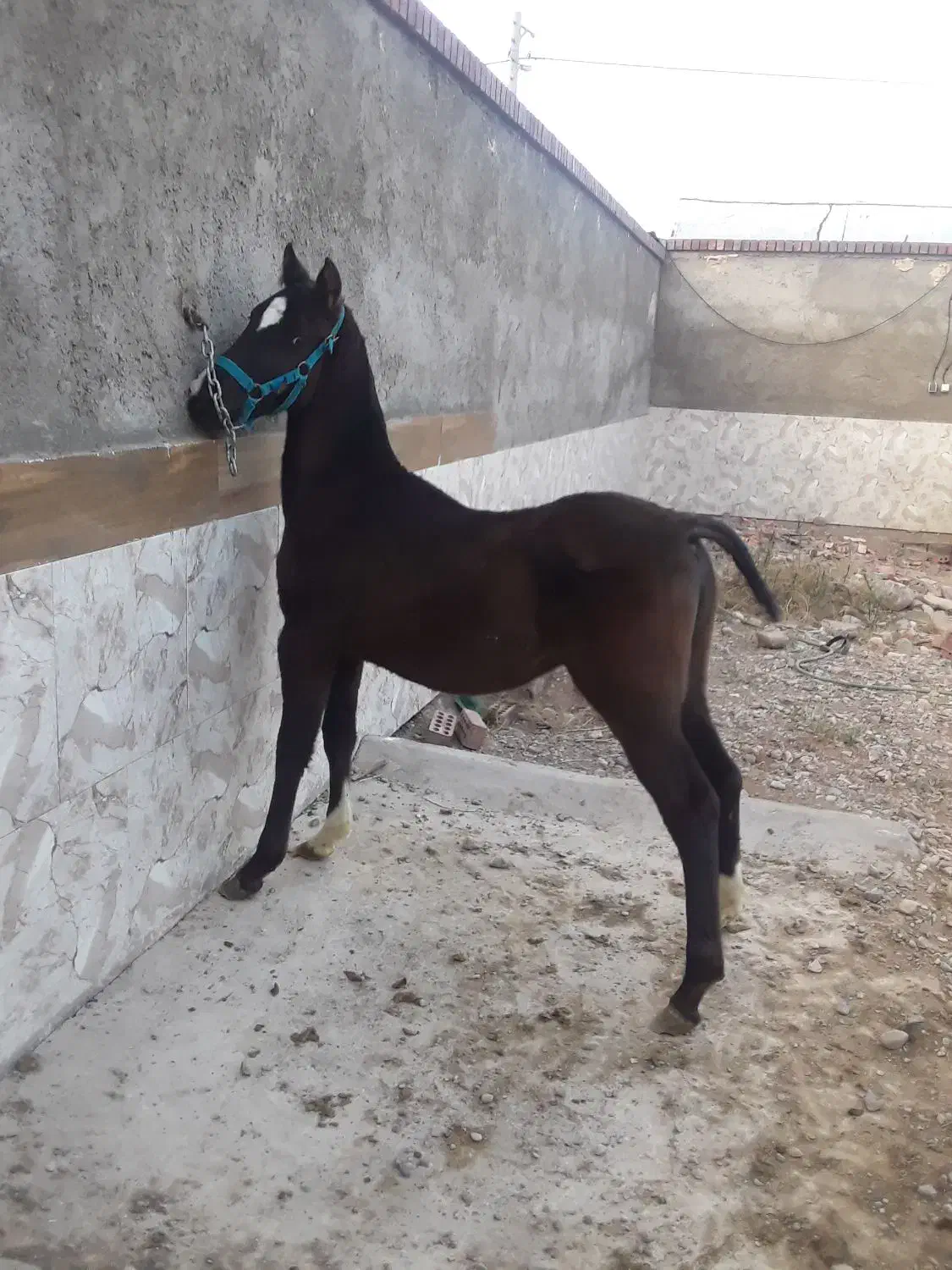 اسب|اسب و تجهیزات اسب‌سواری|کرمان, |دیوار