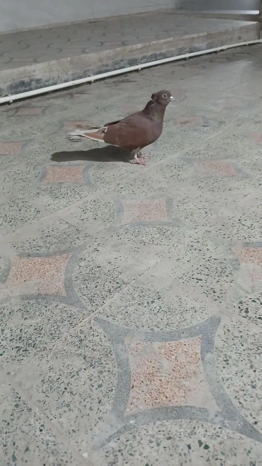 یدونه کفتر گرگی|پرنده|کوهدشت, |دیوار