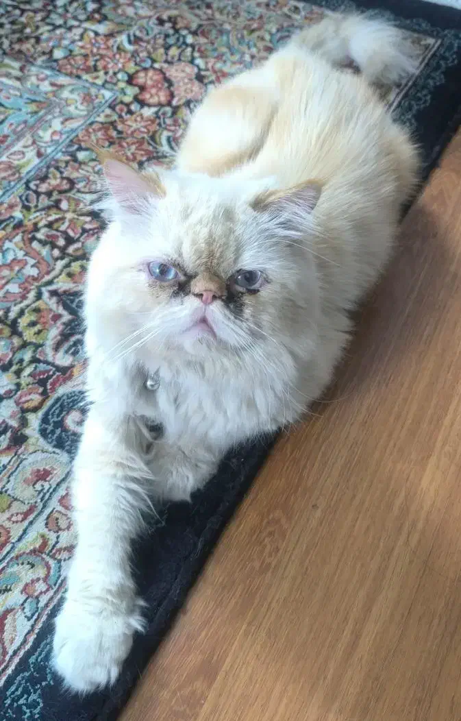 گربه|گربه|فسا, |دیوار