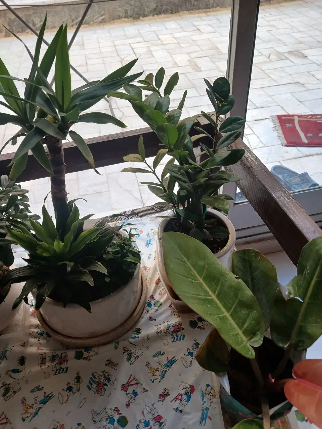 گل طبیعی|گل و گیاه طبیعی|اصفهان, جلفا|دیوار