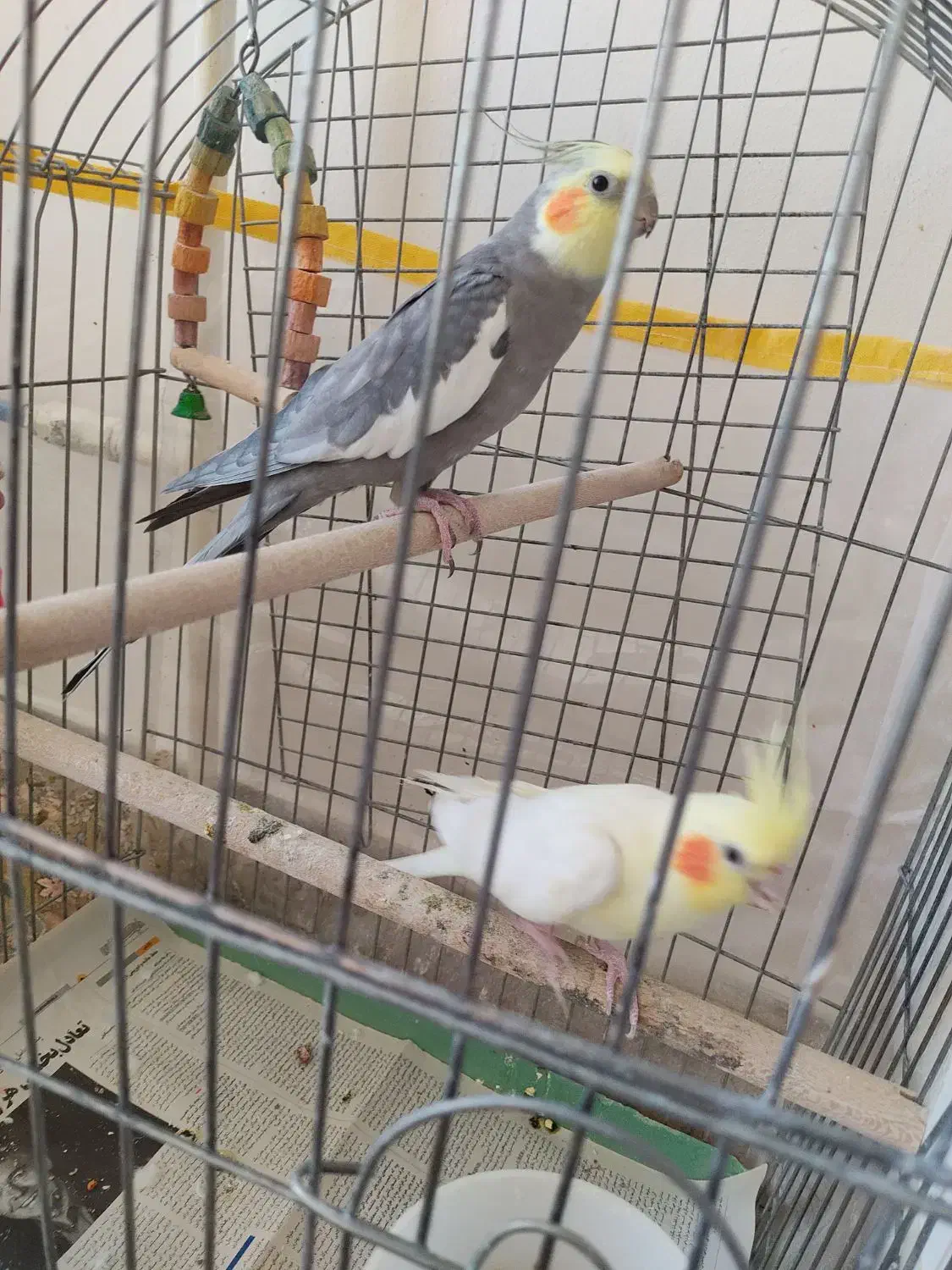 عروس هلندی مولد|پرنده|بروجن, |دیوار