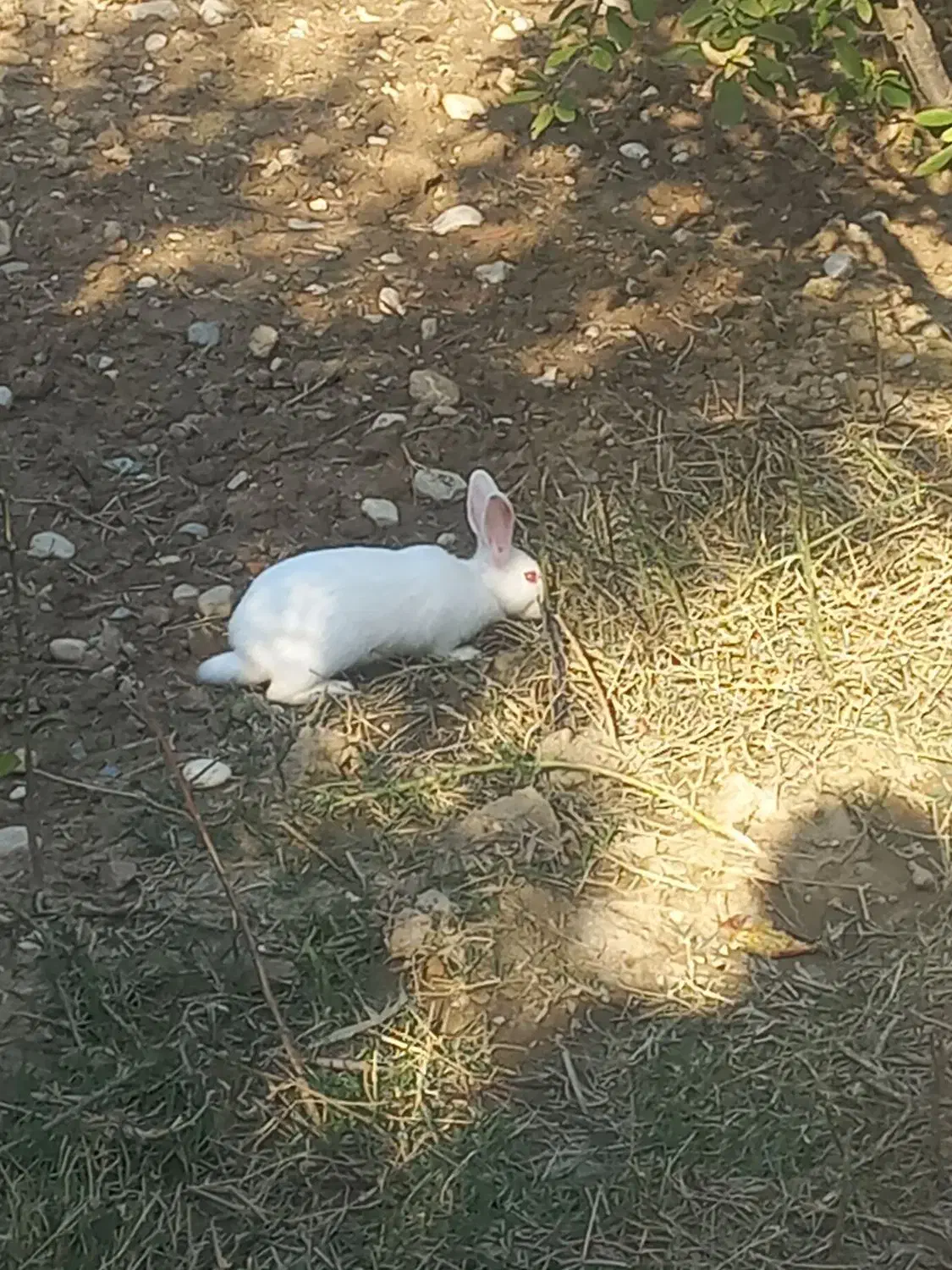 خرگوش|موش و خرگوش|گرگان, |دیوار