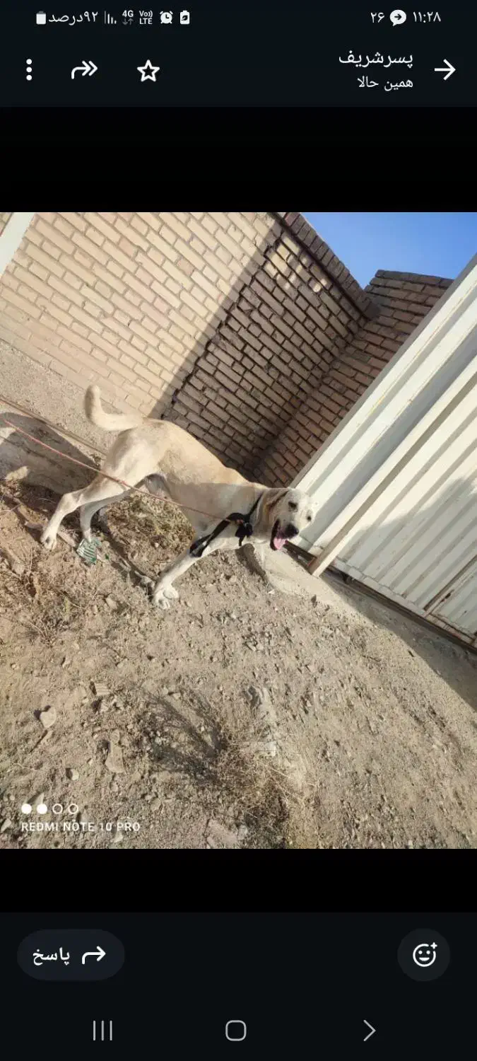 یه دونه سگ عراقی|سگ|کهریزک, |دیوار