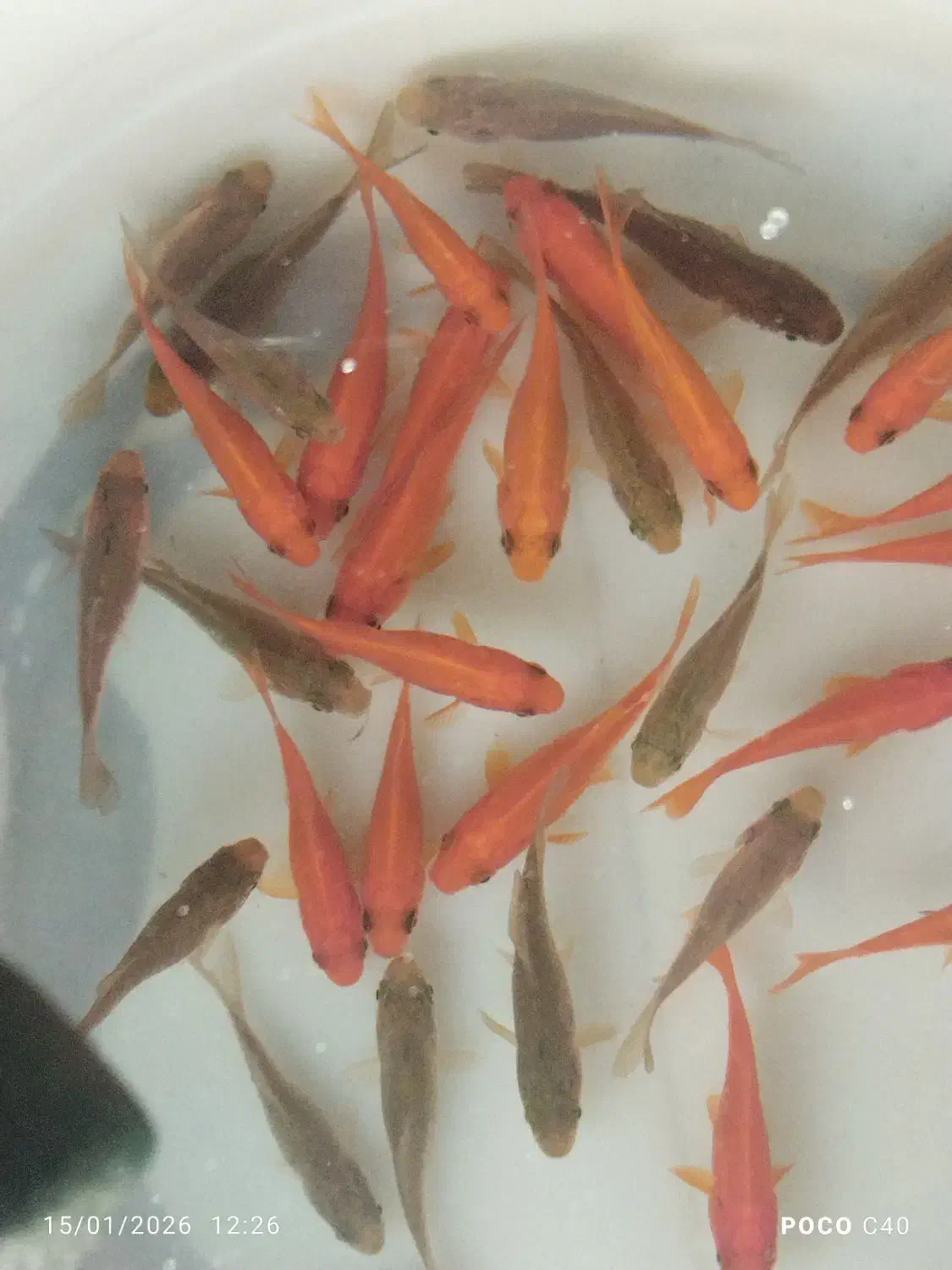 ماهی عید|ماهی|زرند, |دیوار