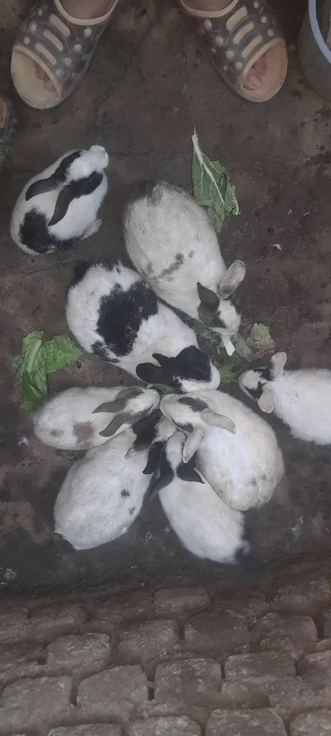 خرگوس فروشی ۲۰۰تومن|موش و خرگوش|کلاله, |دیوار