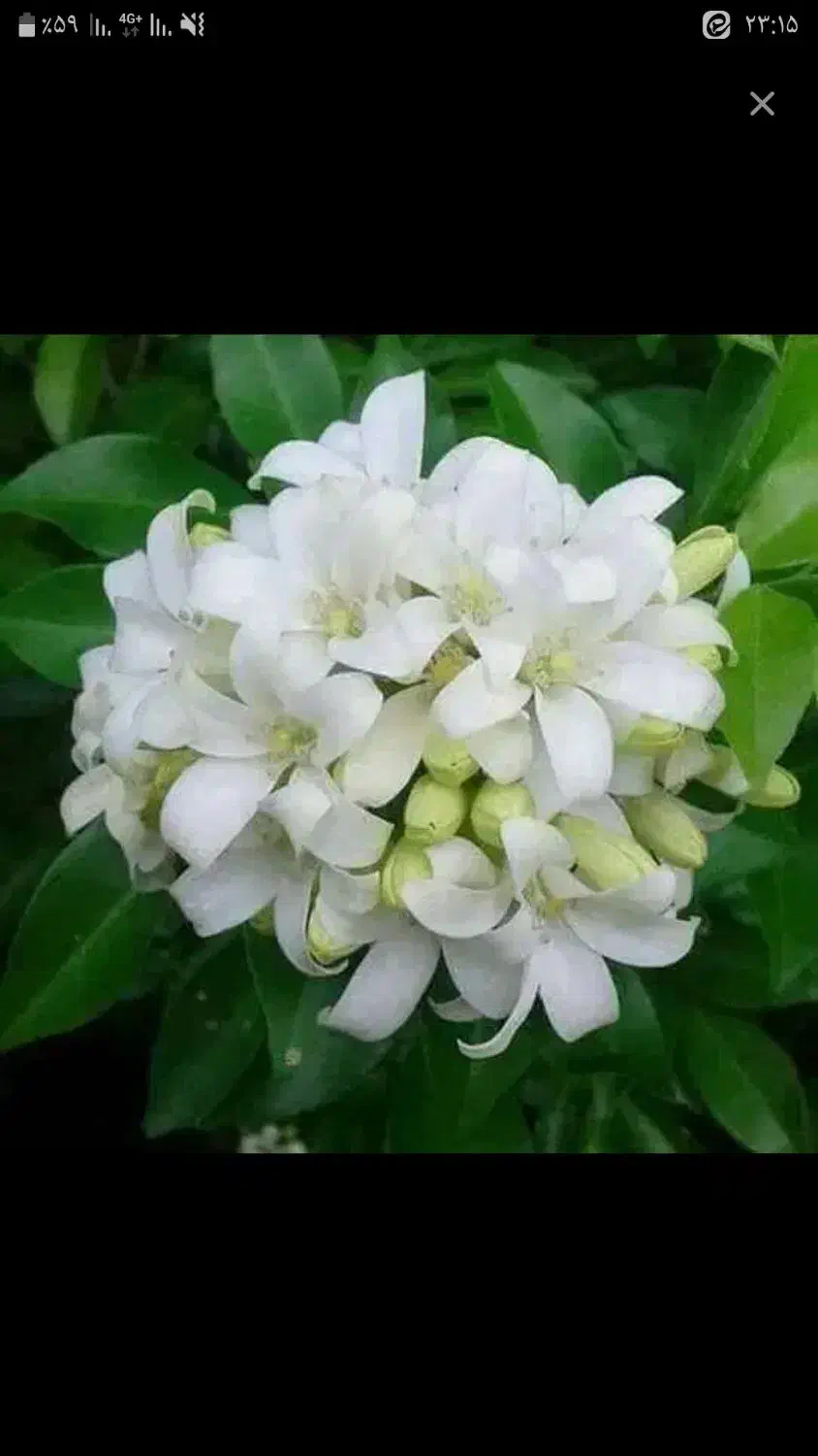 زمین کشاورزی- دینور- روستای گیلانه|فروش زمین و ملک کلنگی|دینور, |دیوار