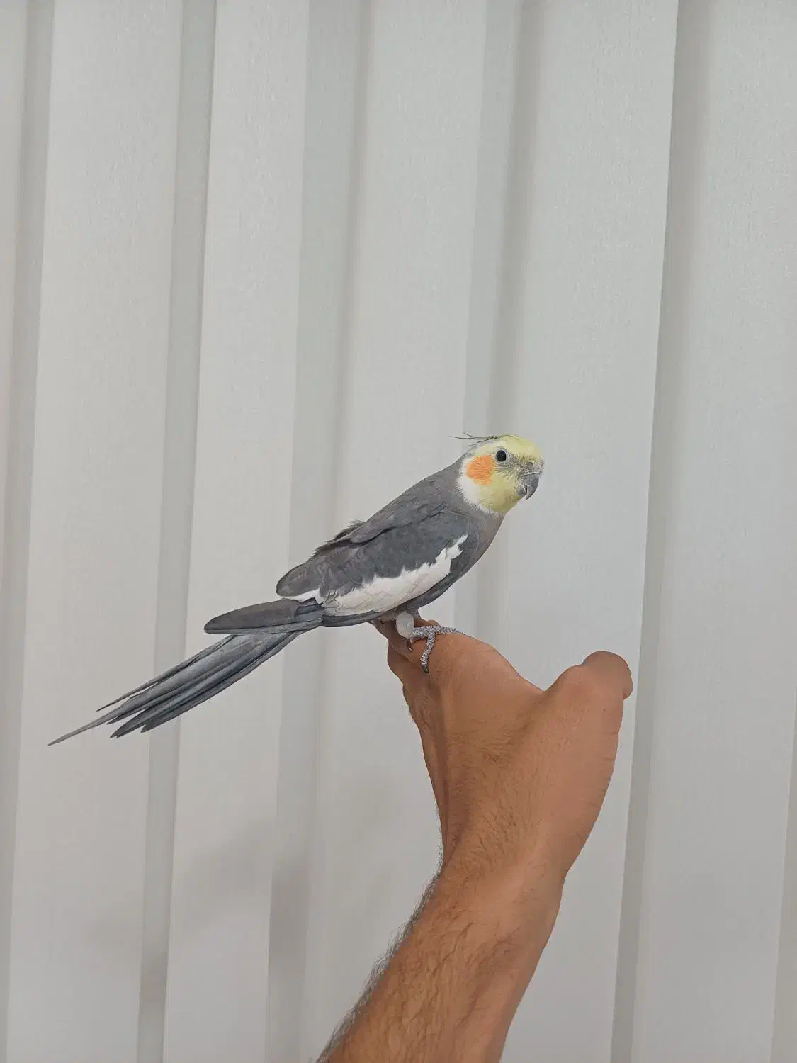 عروس نر مست معاوضه با قناری،جوج سهره ،طوطی برزیلی|پرنده|کوهدشت, |دیوار