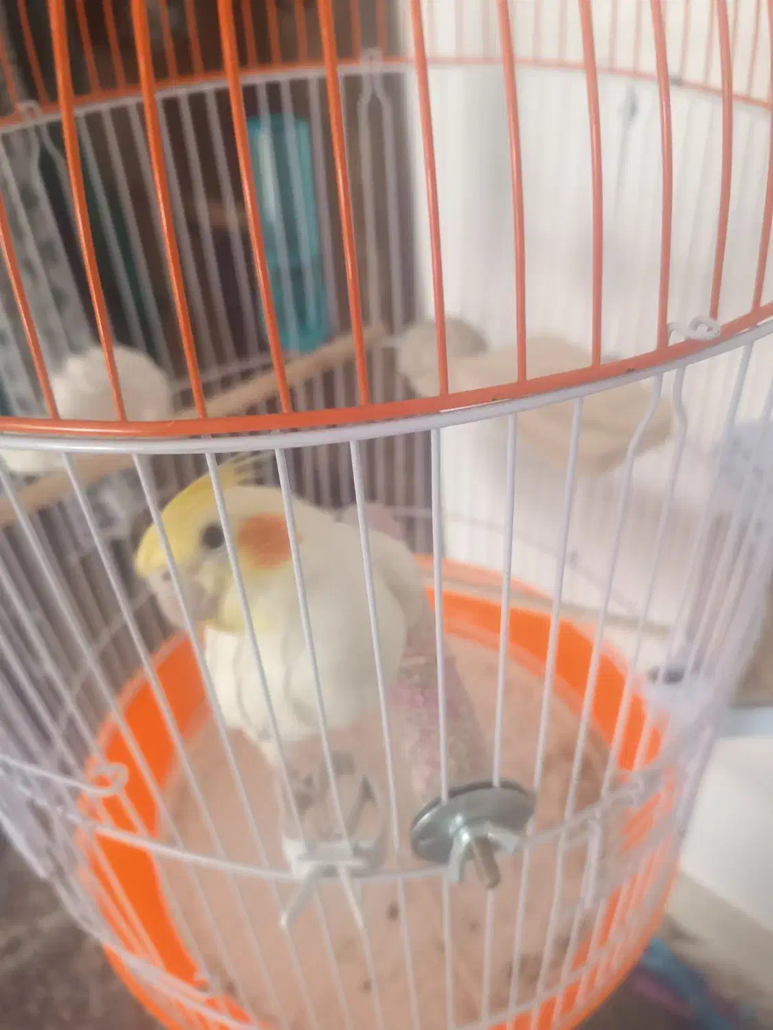 عروس|پرنده|طبس, |دیوار