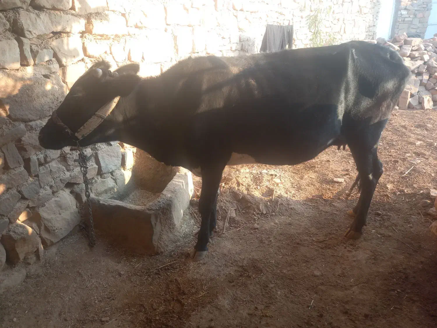 گاو دورگ ۵ ماه ابسته|حیوانات مزرعه|اندیکا, |دیوار