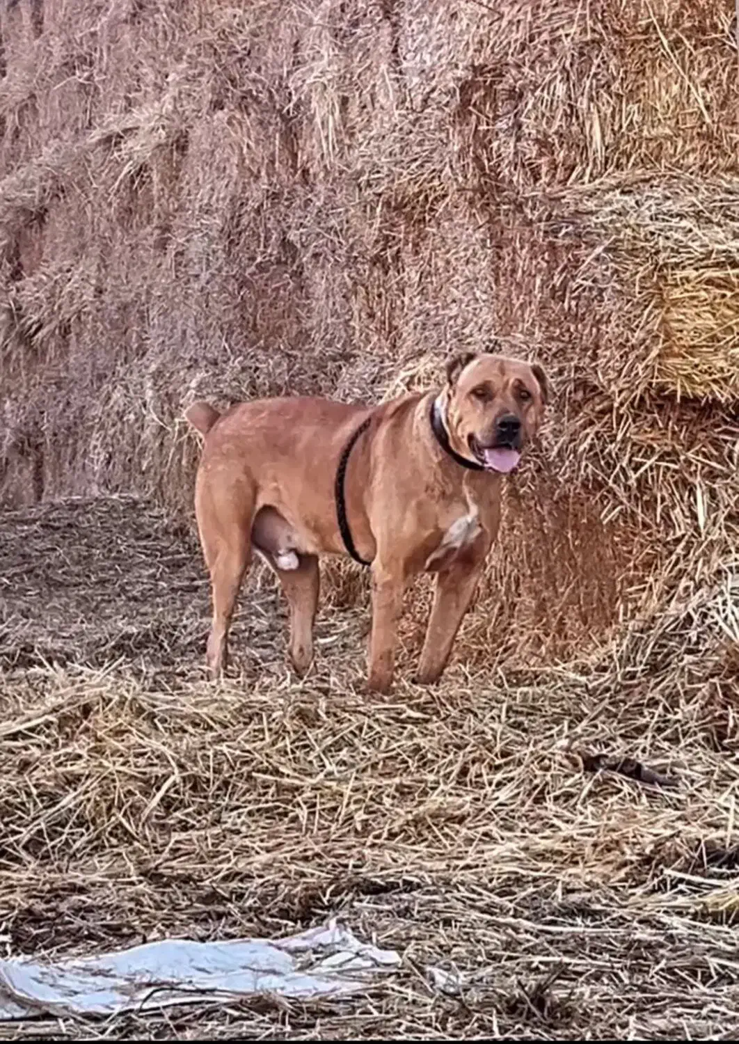 سگ افغان|سگ|گنبد کاووس, |دیوار