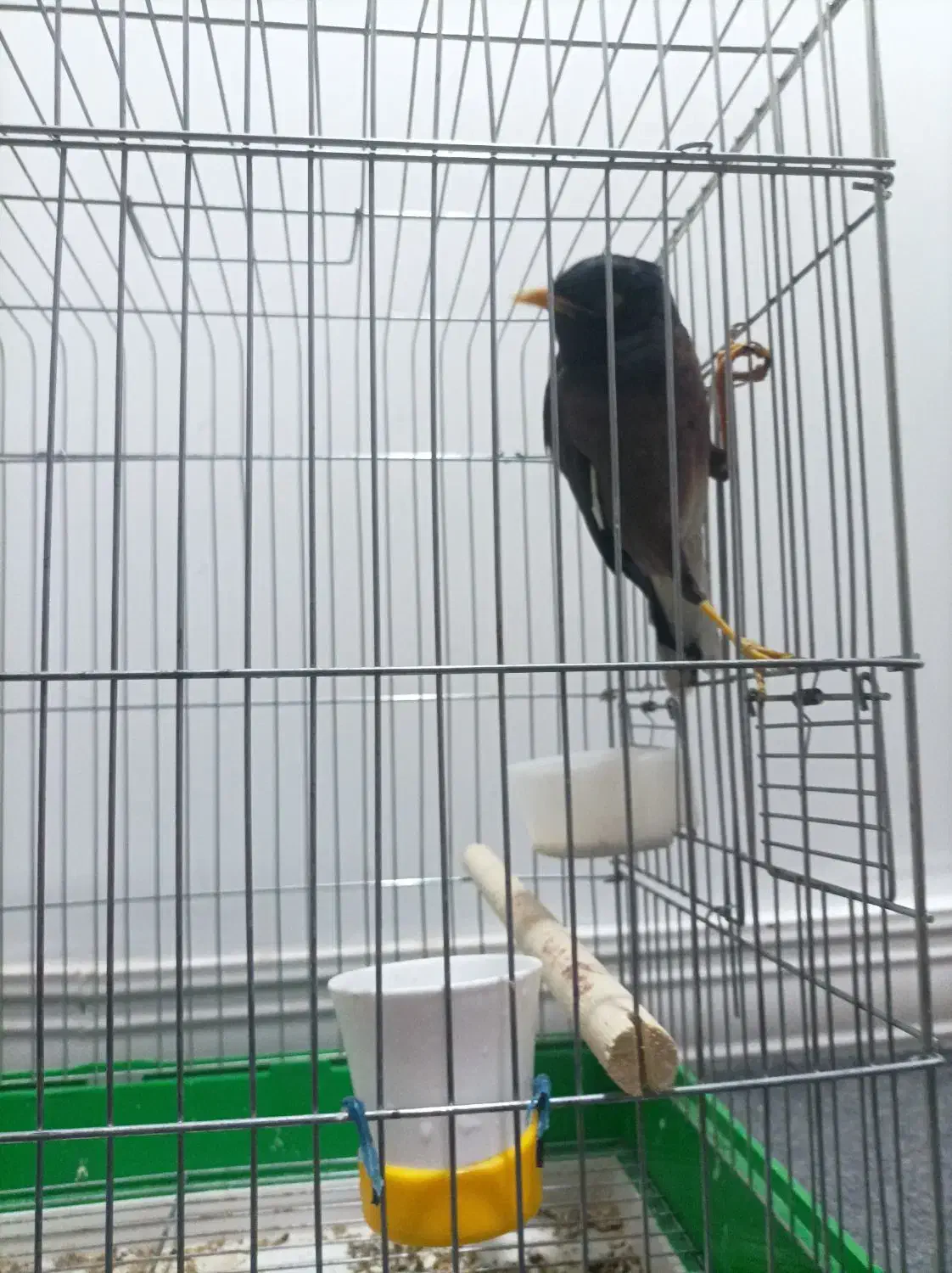 مرغ مینا|پرنده|بهبهان, |دیوار