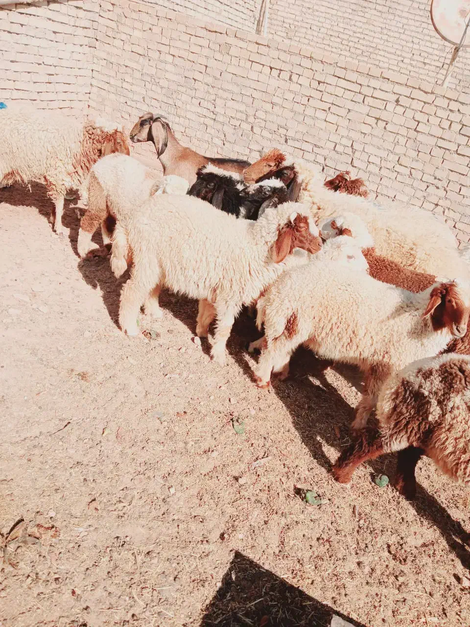 بره گوسفند|حیوانات مزرعه|اهواز, گلدشت|دیوار
