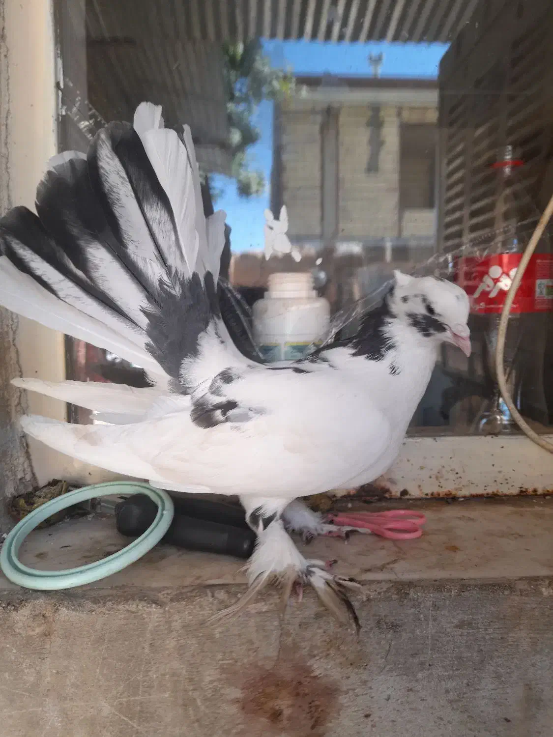 گمشده|حیوانات|صحنه, |دیوار