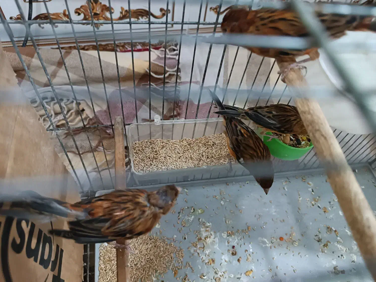 قناری 9 عدد نر|پرنده|شادگان, |دیوار