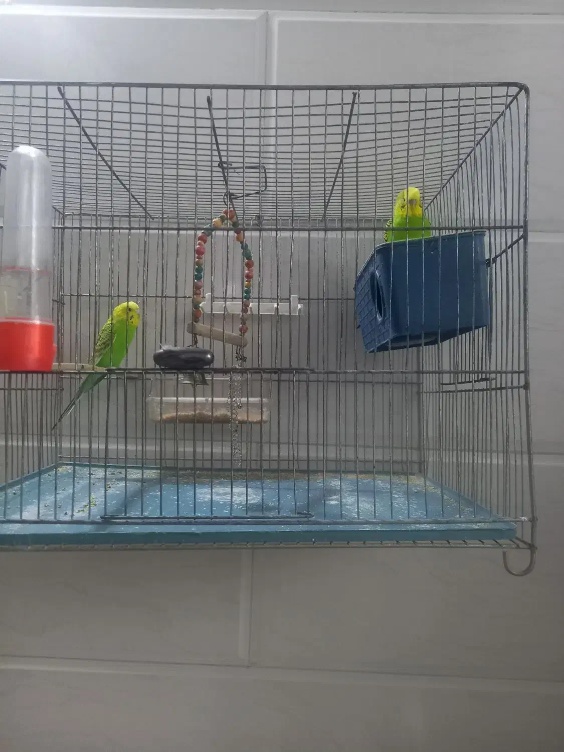 چهار عدد مرغ عشق|پرنده|چهاردانگه (تهران), |دیوار