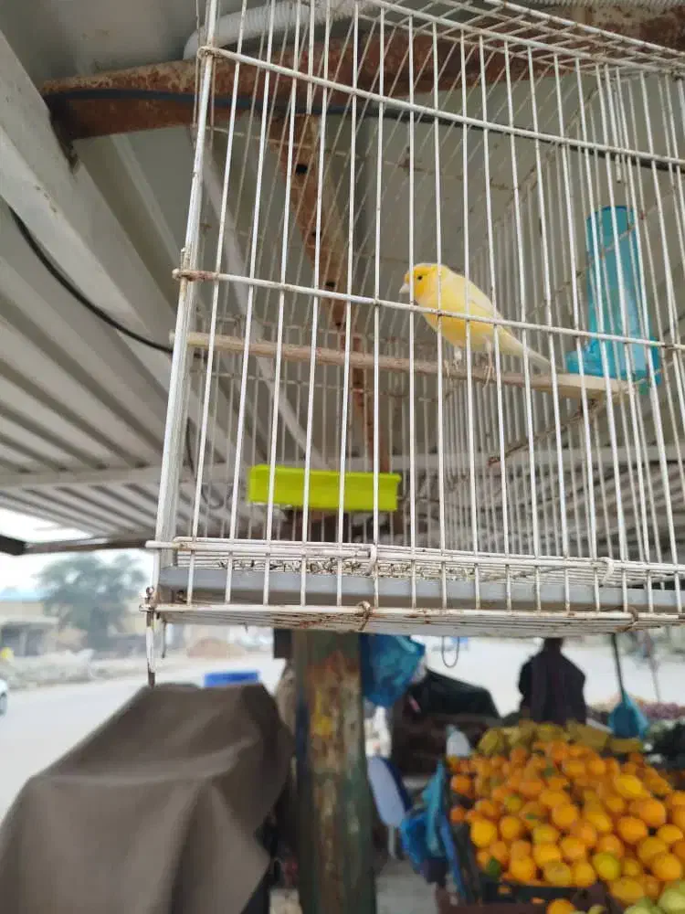 قناری مست|پرنده|سوسنگرد, |دیوار