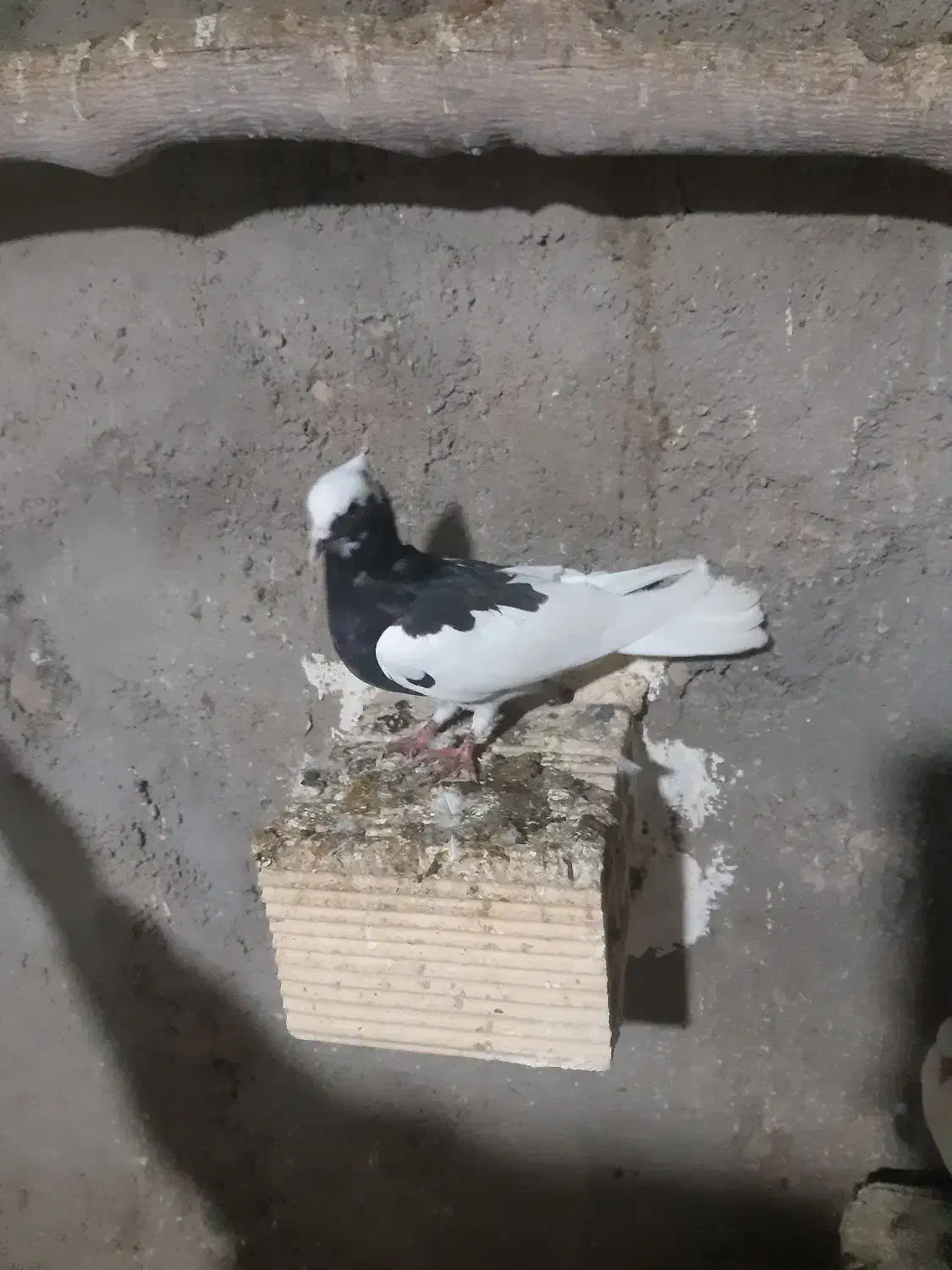 کبوتر|پرنده|کارزان, |دیوار