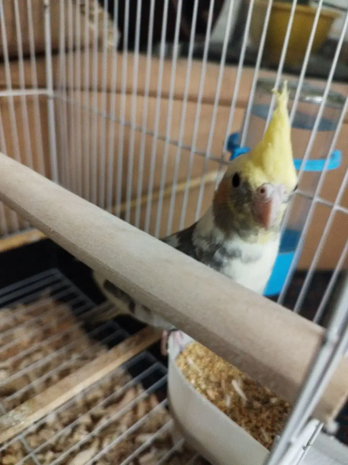 جوجه عروس کاملاً دستی باهوش و بازیگوش|پرنده|فردیس, سپید دشت|دیوار