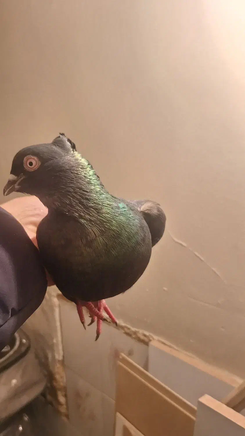 کفتر یه دونه نر زاغ|پرنده|فولادشهر, فولادشهر|دیوار