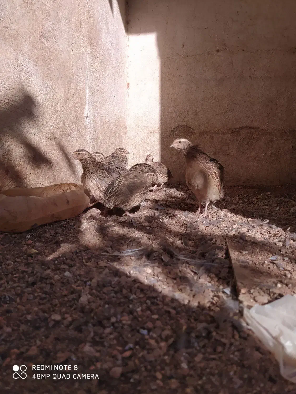 بلدرچین|پرنده|پاوه, |دیوار