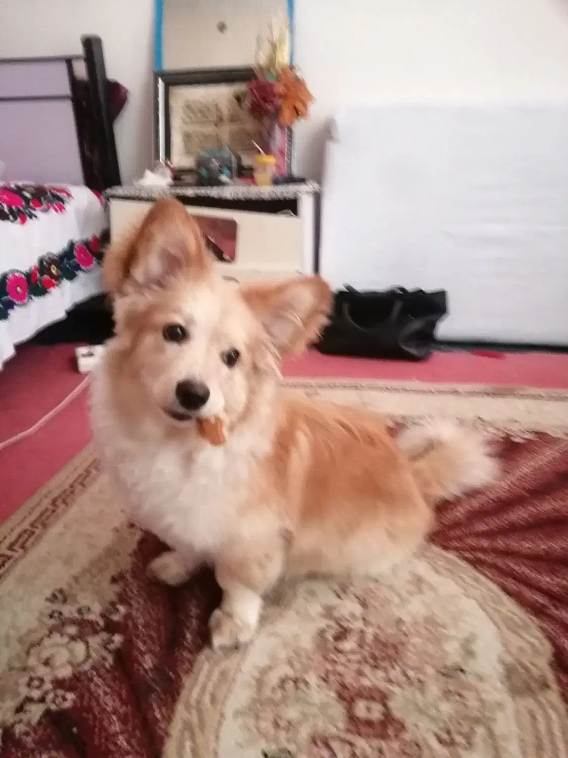 فروش سگ اشپیتزپامر|سگ|شهریار, شهرک بهاران (ویره)|دیوار