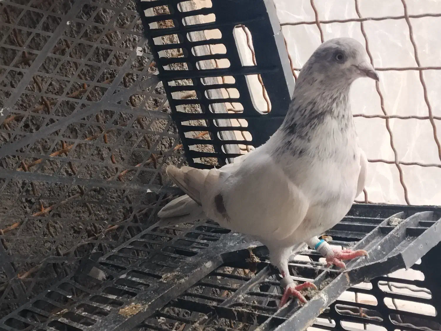 ...|حیوانات|کوهدشت, |دیوار