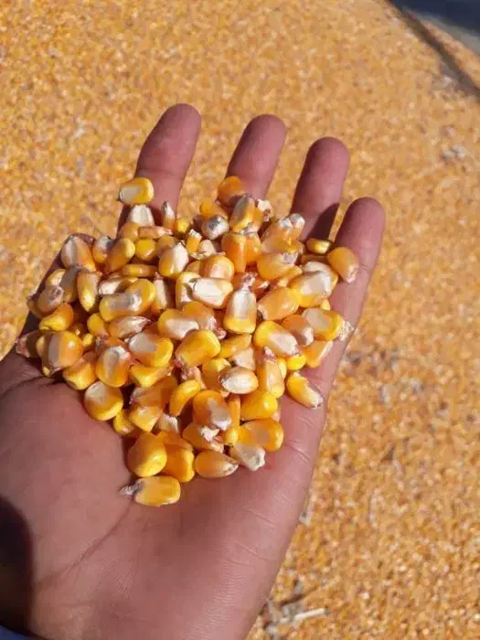 ذرت|لوازم جانبی حیوانات|آباده, |دیوار