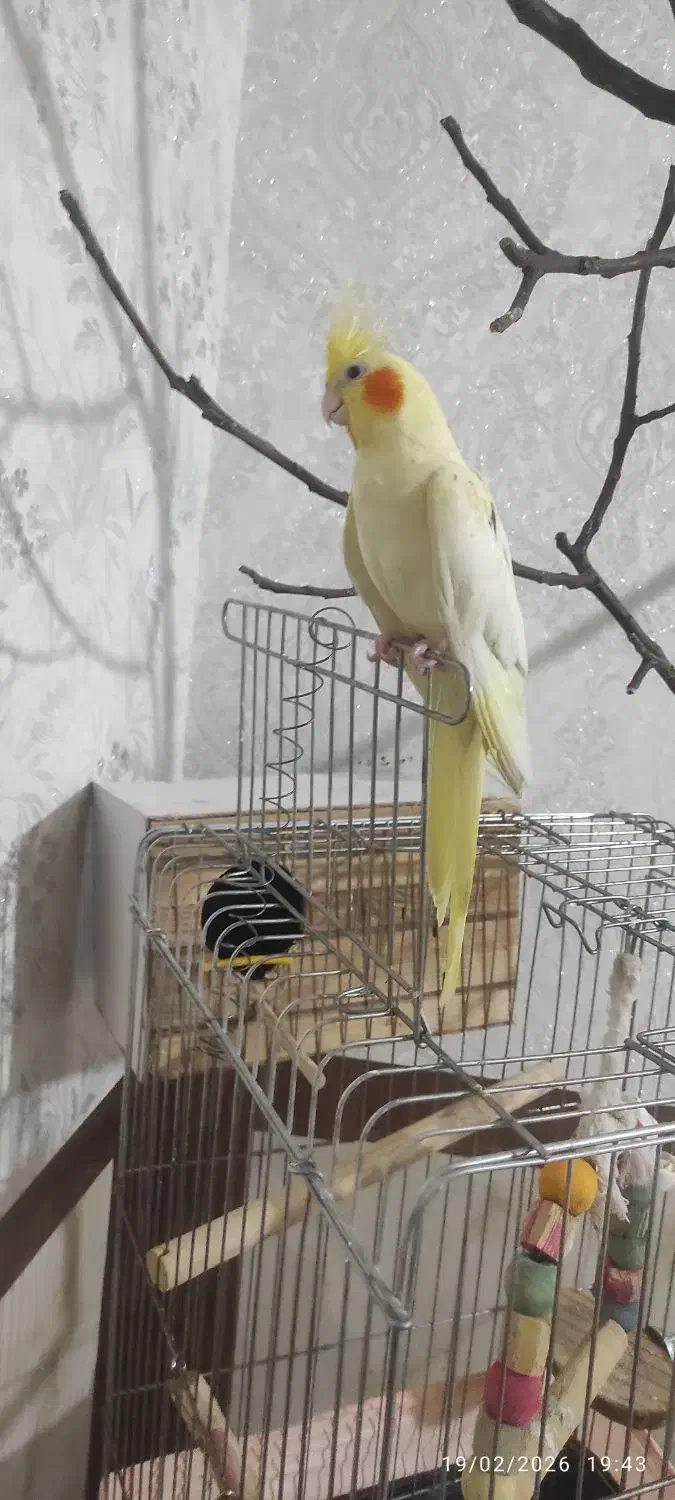 عروس هلندی|پرنده|سرپل ذهاب, |دیوار