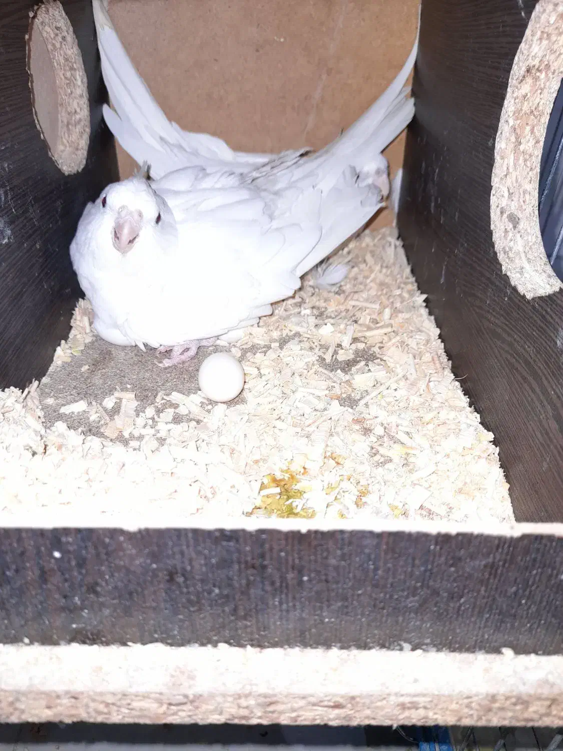 عروس هلندی مولد معاوضه با قناری|پرنده|بجنورد, |دیوار