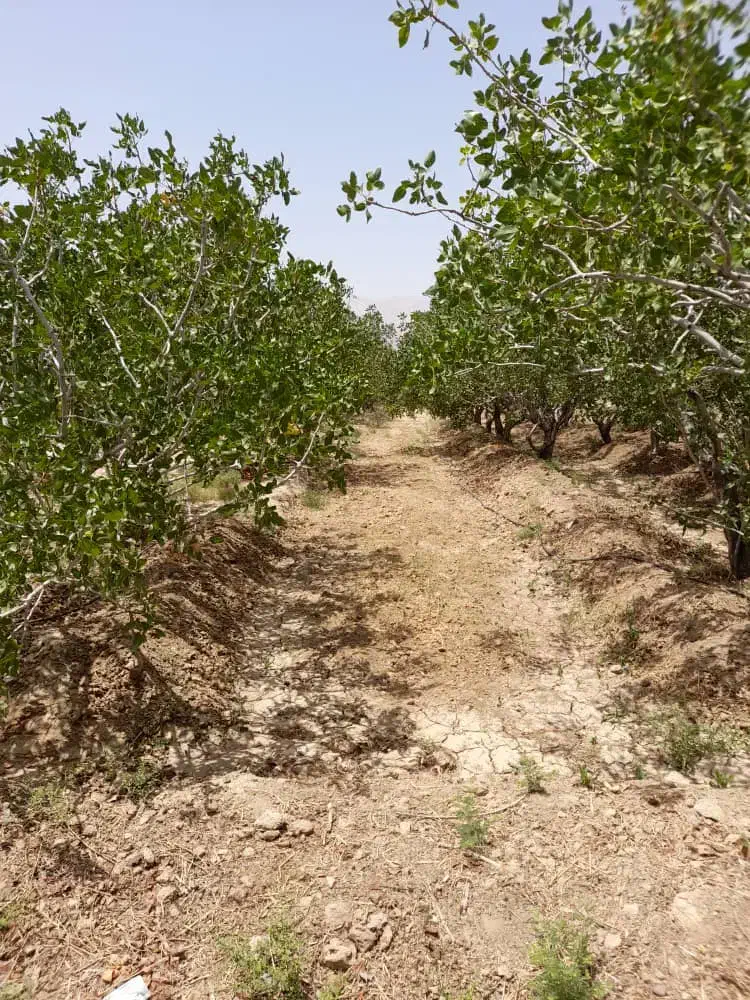 باغ پسته|فروش دفتر صنعتی، کشاورزی، تجاری|امیرآباد, |دیوار