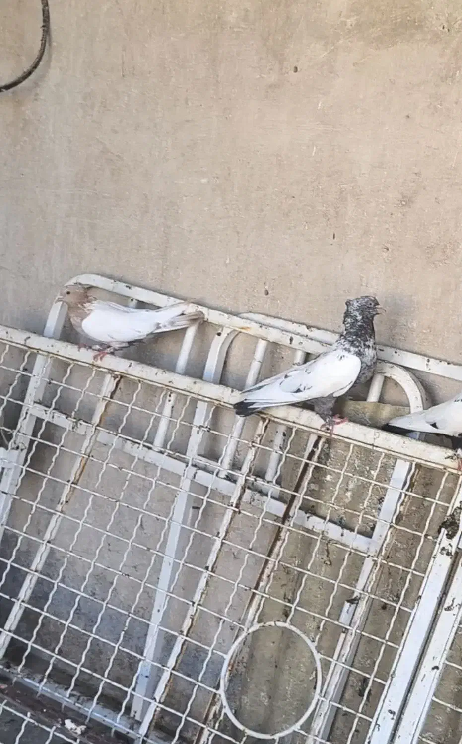 8تا سینه ای|پرنده|قم, مجیدیه|دیوار