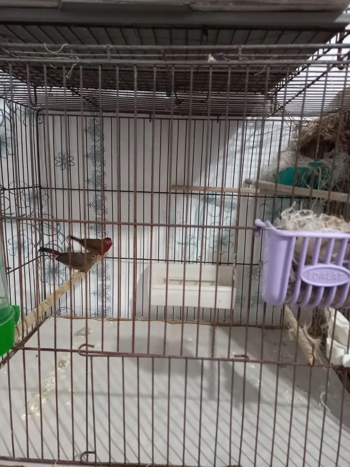 پرنده|پرنده|رشت, پارک شهر|دیوار